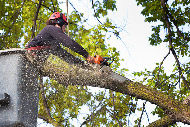 Tree Root Removal in Vandenberg Village, CA